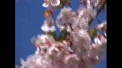 10, 000 Cherry Blossoms 