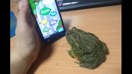 Жаба играе игра за мобилен телефон