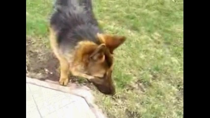 Смях куче бяга от котка