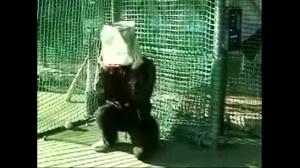 Идиот С Кофа Върху Главата Го Целят С Бейсболни Топки