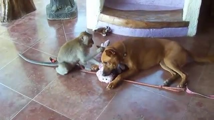 Куче и маймунка си играят:)