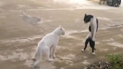 Забавни котки! Много Смях!