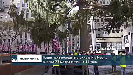 Издигнаха коледната елха в Ню Йорк, висока 23 метра и тежка 11 тона