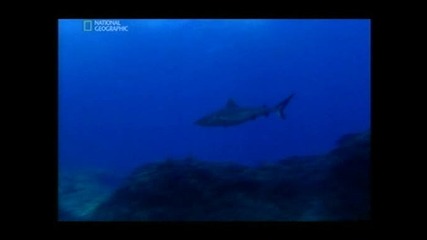 Secret shark pits Скривалища на акули (2009) 2 Част 