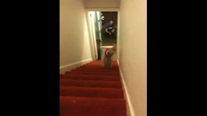 Куче слиза в смешна поза по стълбите !