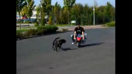 Pocketbike Wheelie
