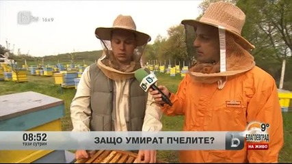 Защо Умират Пчелите
