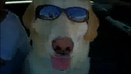 Куче с очила! 100 про смях! 