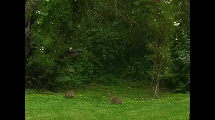 Rabbits Jumping Over Each Other