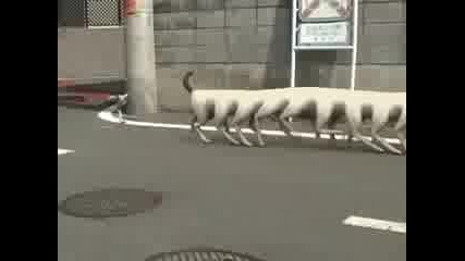 Куче С Крака 