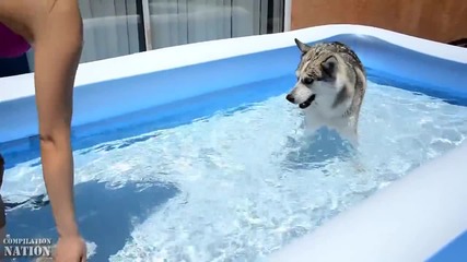 Кучета Обичат Водата - Забавна Компилация