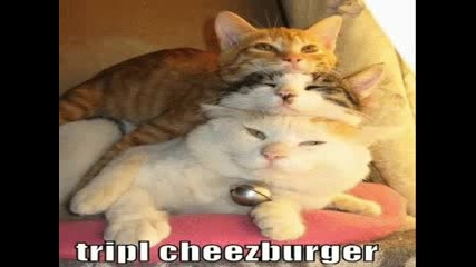 Very Funny Cats Part 8
