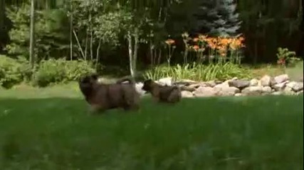 Dogs 101 - Akita