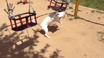 Crazy dog bull terrier, bullterrier happy dog, energetic, super games, funny dogs