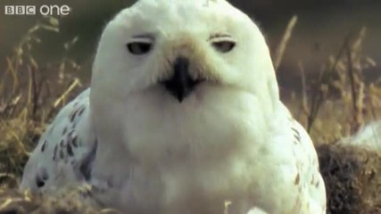 Невероятни 3абавни И Смешни Животни