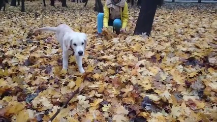 Най-щастливото куче на света