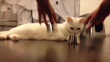 Умна котка познава под коя чашка се крие топчето