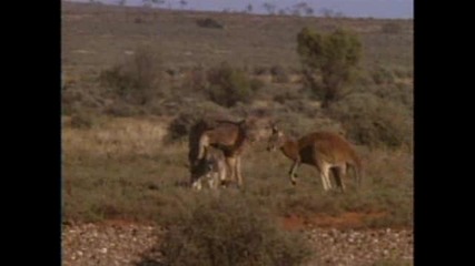 Kangaroo - Red reproduction