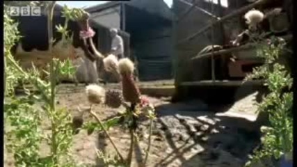 Crazy Ant Farmers - Weird Nature - Bbc animals 