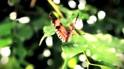 Wonderful Chill Out Music - Красотата на природата...