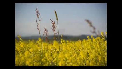 Eva Cassidy-fields of Gold