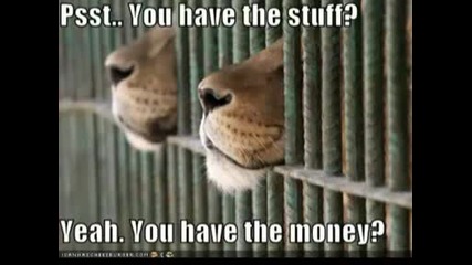 Very Funny Cats 36