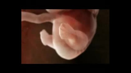 Animation 3d Foetus 2
