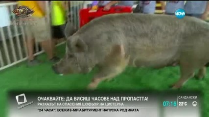 В Айова търсиха най-голямото прасе