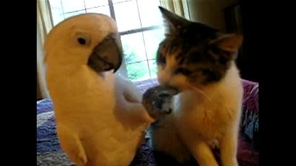 Безстрашен папагал масажира котка