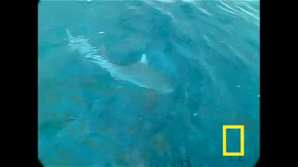 Акулите Бик - Animal Planet 