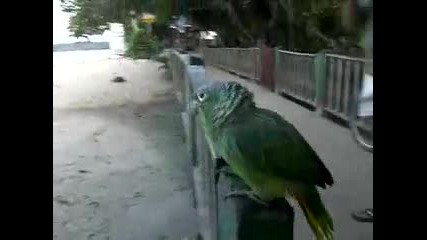 Супер луд папагал 