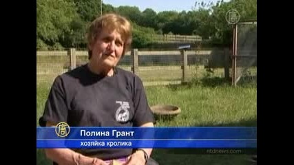 огромен заек 90кг гинес