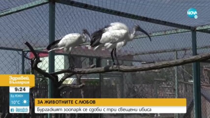 Зоопаркът в Бургас се сдоби с три свещени ибиса
