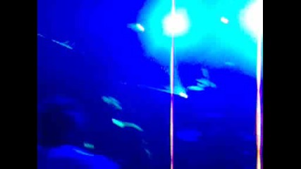 Sergio Fernandez & Kobbe@ Spotrs Hall, Dimitrovgrad [part 22]