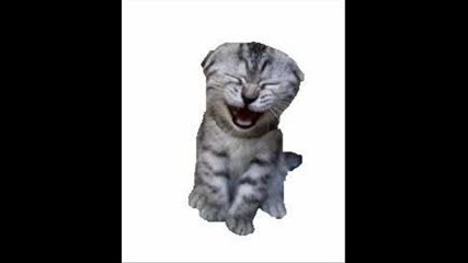 The Laughing Cat