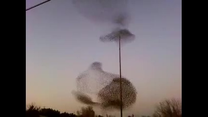 Невероятни форми правени от птици в полет 