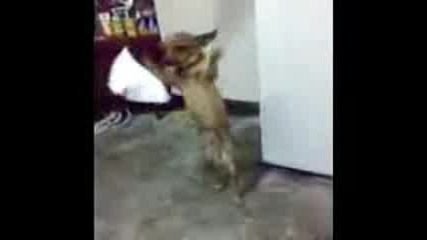 Куче разденсва =d
