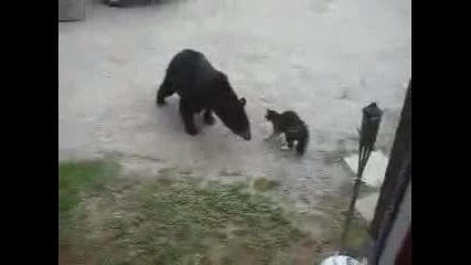 мечка срещу безстрашна котка