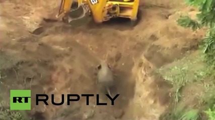 India: Baby elephant chases villagers after being rescued from well