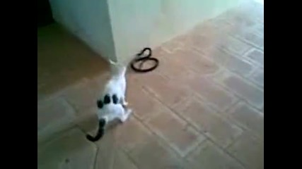 Котка се бие със змия