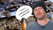 Пацо: Зико е хлебарката в MR.CASH💥😲