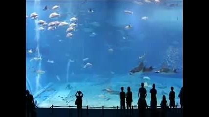 Най - красивия аквариум в света!!! 