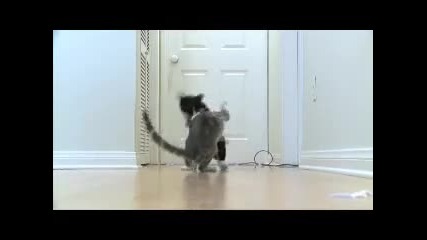 Котешки бой на забавен кадър Hd 