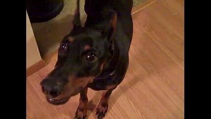 doberman plays hide and seek