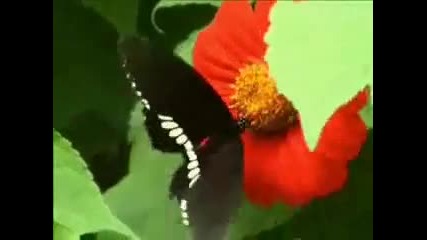 The Beautiful Planet Earth (high Definition) 