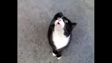 Смешно нервна котка говори на котешки Vbox7