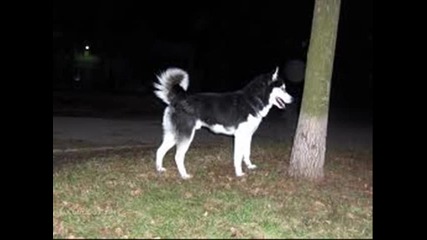 хъскита
