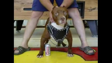 Pitbull Dogs