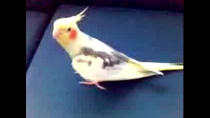 папагала ми Чочо пее