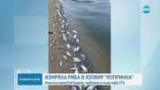 Стотици умрели риби в язовир „Копринка”